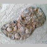 Ordovician Brachiiopod shells