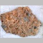 rock slab with many small brachiopod shells