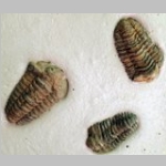 Trilobites