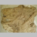 trace fossil