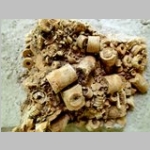 large fragments of crinoid stems