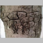 tree bark