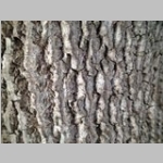 tulip poplar bark