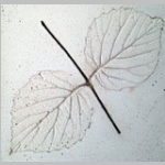 arrow wood leaf imprint