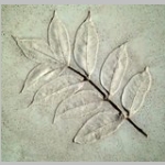 smooth sumac leaf imprint