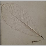 pawpaw leaf imprint