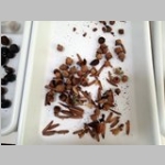 tray of acorns and yellow poplar seeds