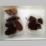 pine cones