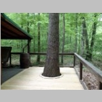 scarlet oak growing through the center deck