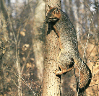 http://www.clayhillforest.org/biota/mammals/images/gfox.gif