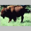 another bison