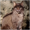 bobcat