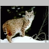 second bobcat image