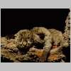 fourth bobcat image