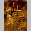 whitetail deer buck