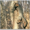 gray squirrel