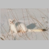 longtailed weasel