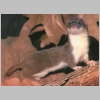 least weasel