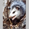 opossum