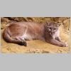second image of a mountain lion