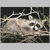 second image of a racoon