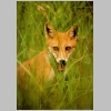 redfox image 1