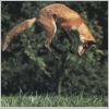 redfox image 2