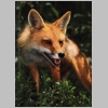 redfox image 3