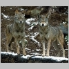 gray wolf image 2