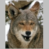 red wolf image 2
