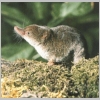 shrew