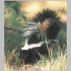 striped skunk