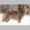 gray wolf image 1