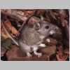 white footed deer mouse