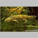 Aopacum-larva.jpg