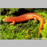 Pseudotriton_ruber2.jpg
