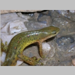 salamanders48.jpg