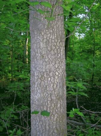 Dogwood+tree+bark