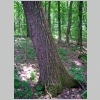 black walnut