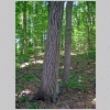 mockernut hickory