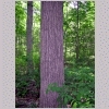 mockernut hickory