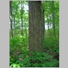 mockernut hickory