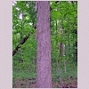 shagbark hickory