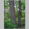 white oak