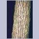 american elm