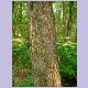 hackberry