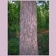 mockernut hickory