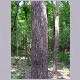 Northern red oak