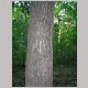 Northern red oak