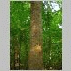 tulip poplar